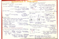 Photosynthesis notes.pdf